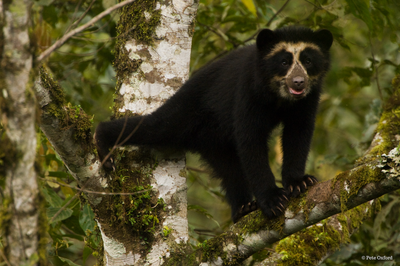 Andean bear cub, Pete Oxford