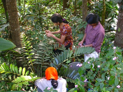 Picking off scale insects copy auto x2