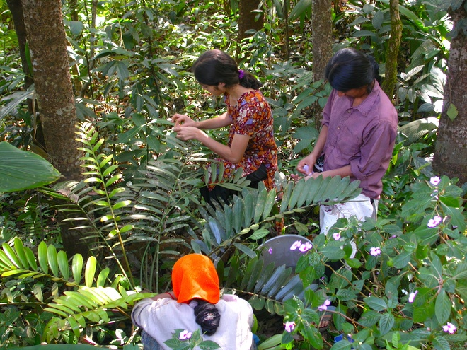 Picking off scale insects copy auto x2