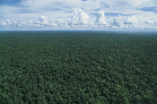 Foresthorizonrclowres