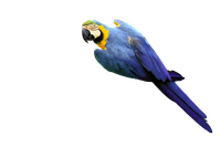 Blue Yellow Macaw Kids Cutout